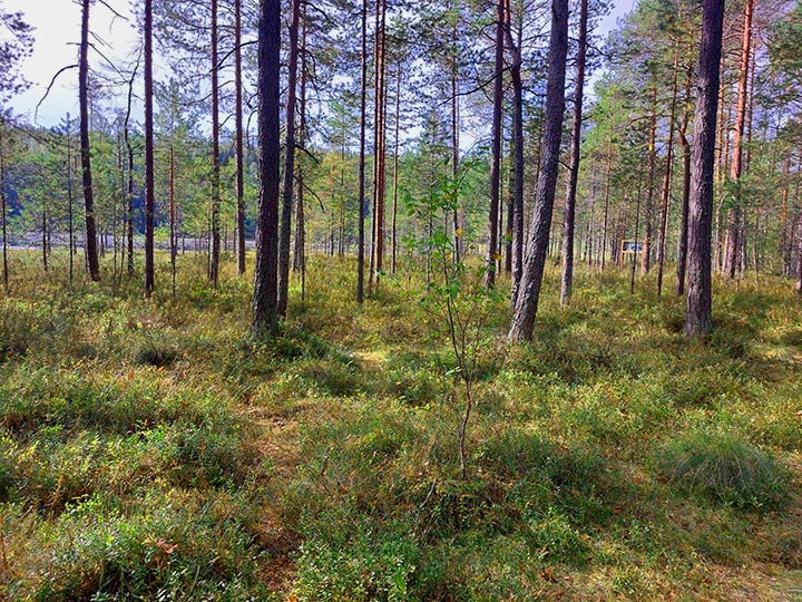 Mäntymetsässä sijaitseva luontopolku.